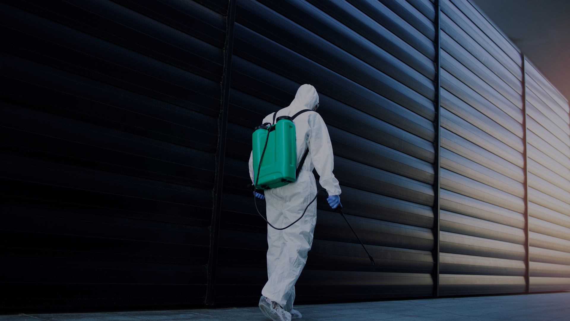 Making your home and business pest free with Kilpest expert solutions